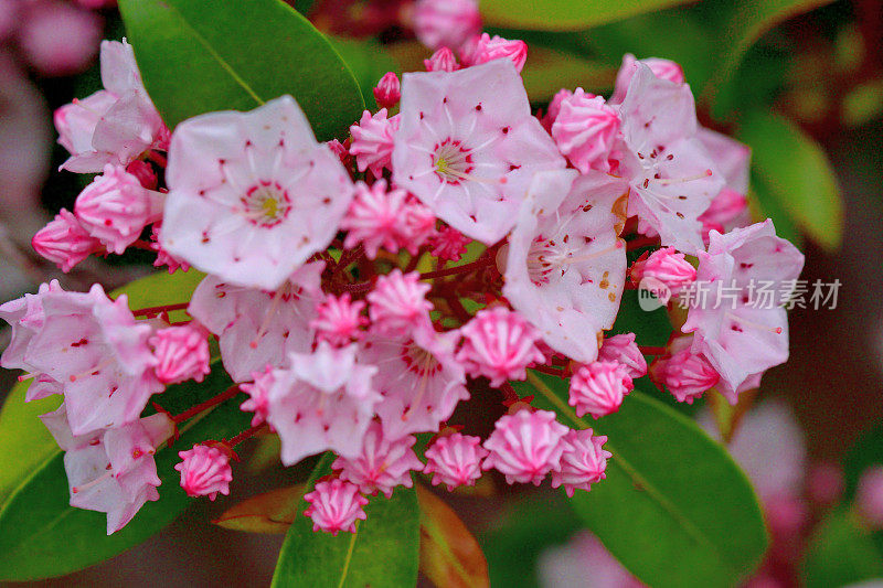 大叶菖蒲/山桂花